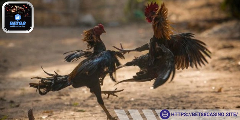 Dự đoán kết quả của từng chiến kê trong trận đấu