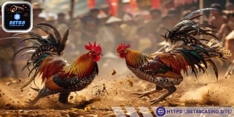Giới thiệu sơ nét đá gà Bet88