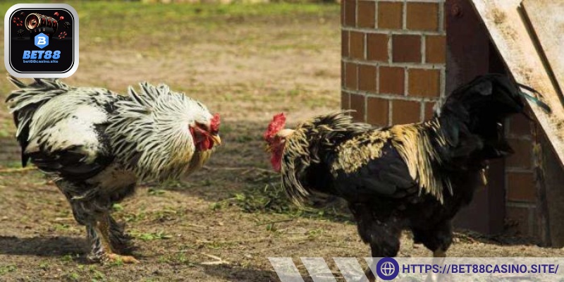 Lý do đá gà Bet88 thu hút hội viên