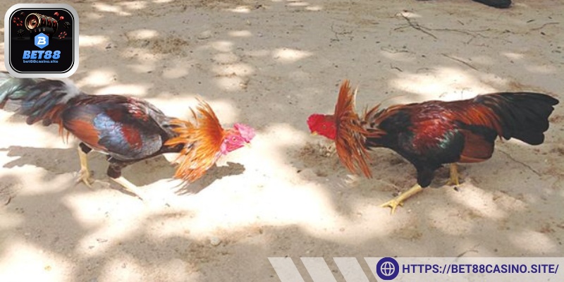 Trau dồi kinh nghiệm tăng khả năng phán đoán