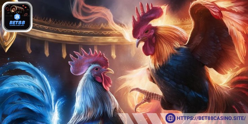 Chọi gà tre online với hình ảnh sắc nét, âm thanh sống động