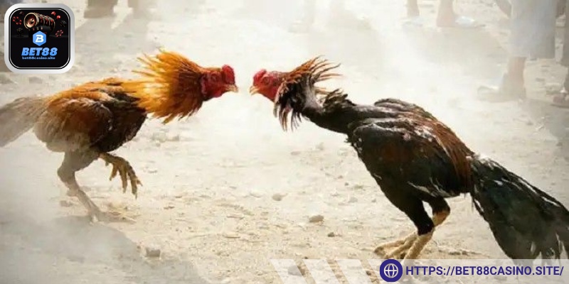 Lựa chọn thiết bị phát trực tiếp để xem hiệu quả nhất