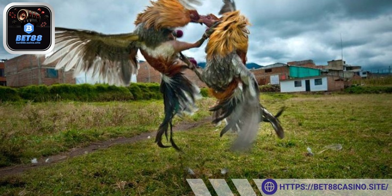 Kinh nghiệm cần biết để chơi an toàn, hiệu quả