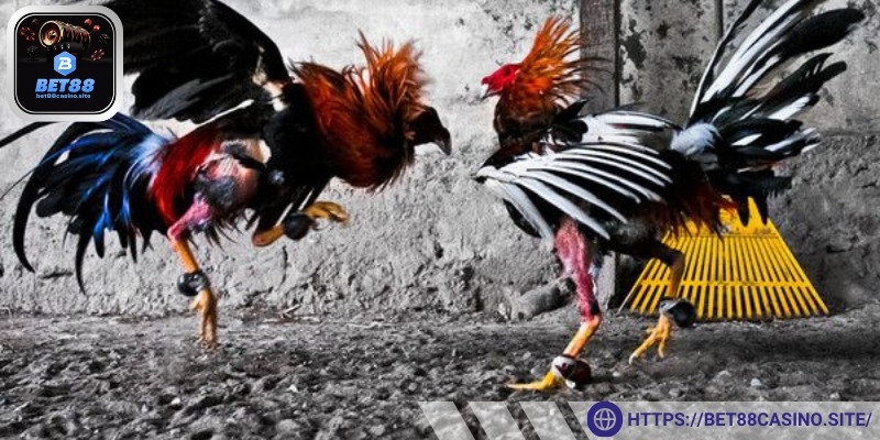 Đá gà cựa dao trực tiếp – Nơi cảm xúc thăng hoa qua từng đòn đánh