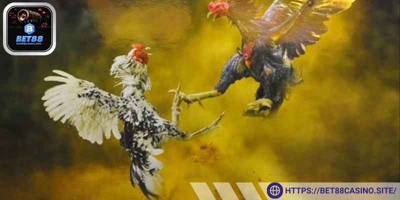 Quy tắc thi đấu chuẩn xác và hỗ trợ cược thủ hiệu quả