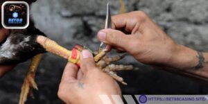 Tìm hiểu tổng quan về đá gà trực tiếp cựa dao