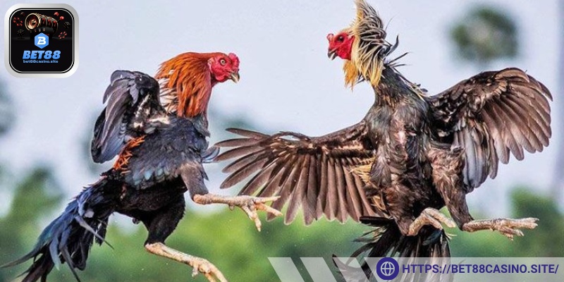 Ưu điểm khiến game được lựa chọn