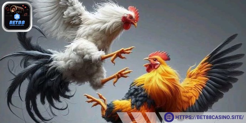 Đá gà trực tiếp một trong những hình thức phổ biến và gần gũi hội viên nhất