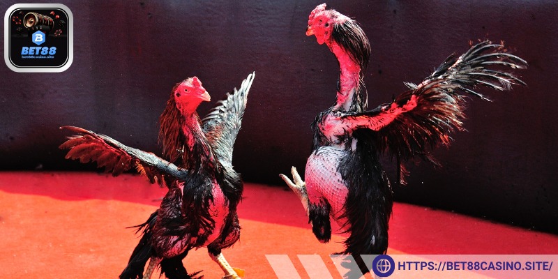 Hình thức đá gà cựa sắt