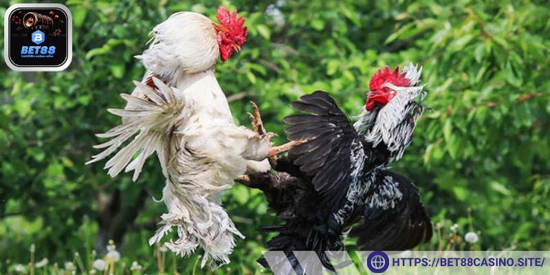 Tìm hiểu sơ bộ về hình thức đá gà trực tuyến