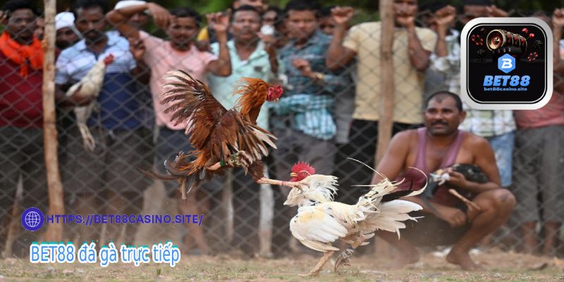 BET88 đá gà trực tiếp